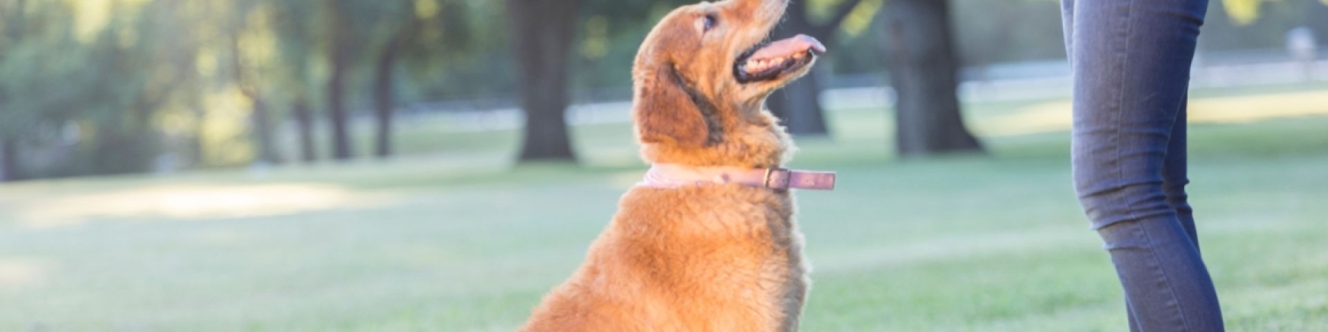 Taxe chien 2023 Val-de-Travers