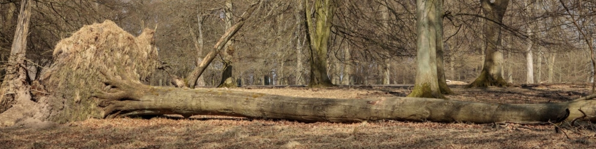 Vol de bois Val-de-Travers 2023