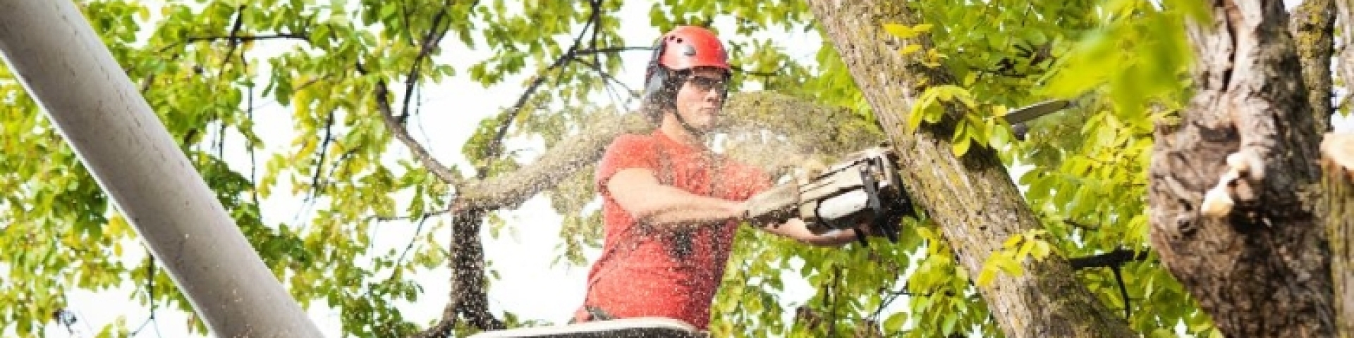 Campagne d’entretien des arbres d’avenues