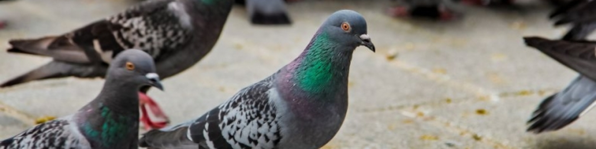 PIGEONS ET ANIMAUX SAUVAGES INTERDICTION DE LES NOURRIR