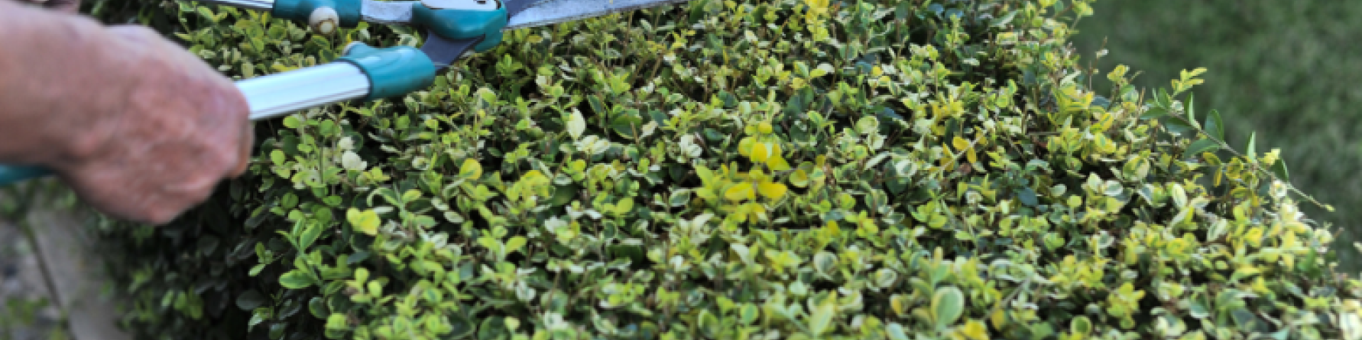 Taille des haies et/ou des branches d’arbres Val-de-Travers 2024