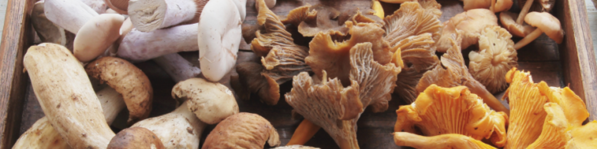 Contrôle des champignons