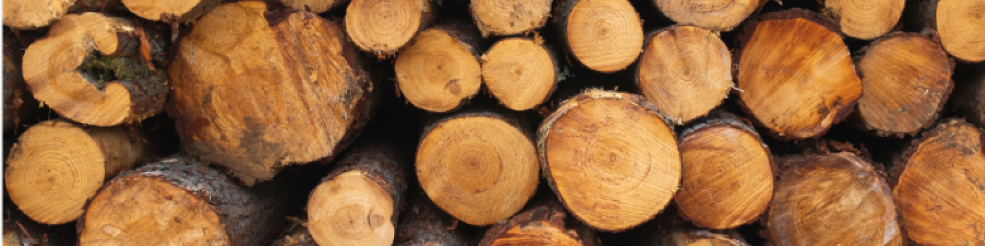 Un record pour la vente de bois communal !