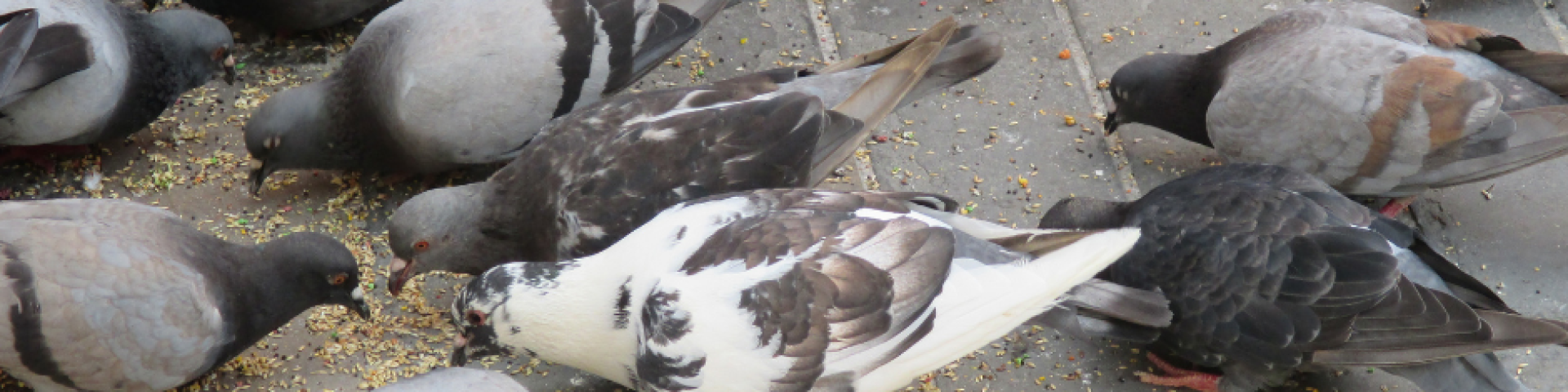 Pigeons et animaux sauvages – Interdiction de les nourrir