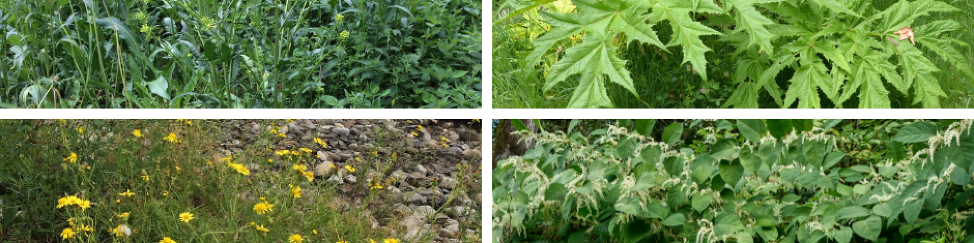 Plantes invasives