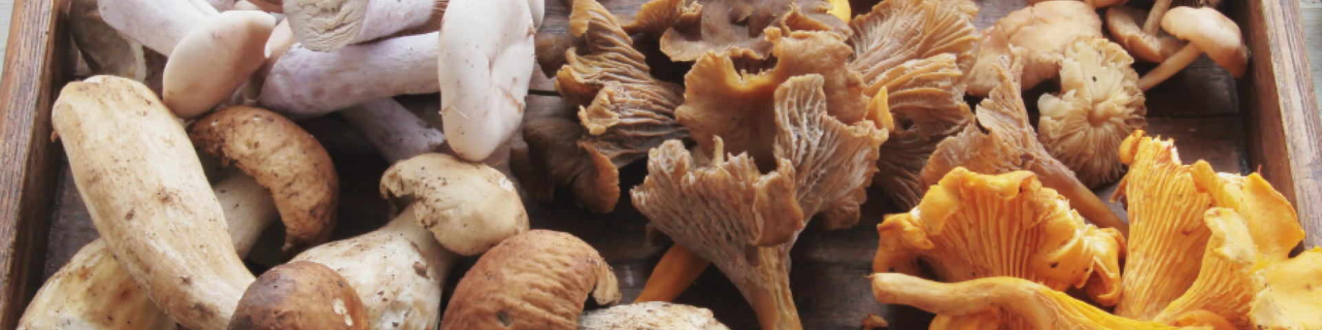 Contrôle des champignons