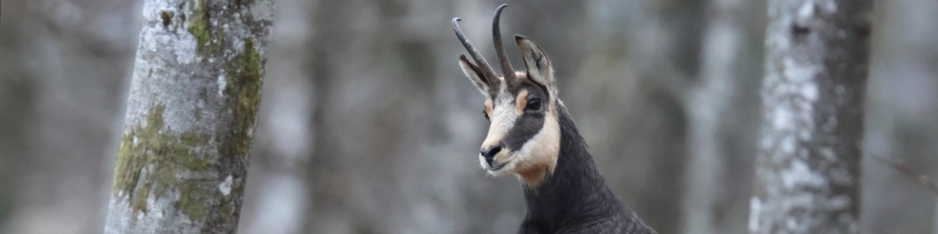 Chamois