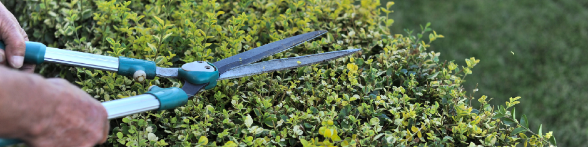 Taille des haies, des branches d'arbres
