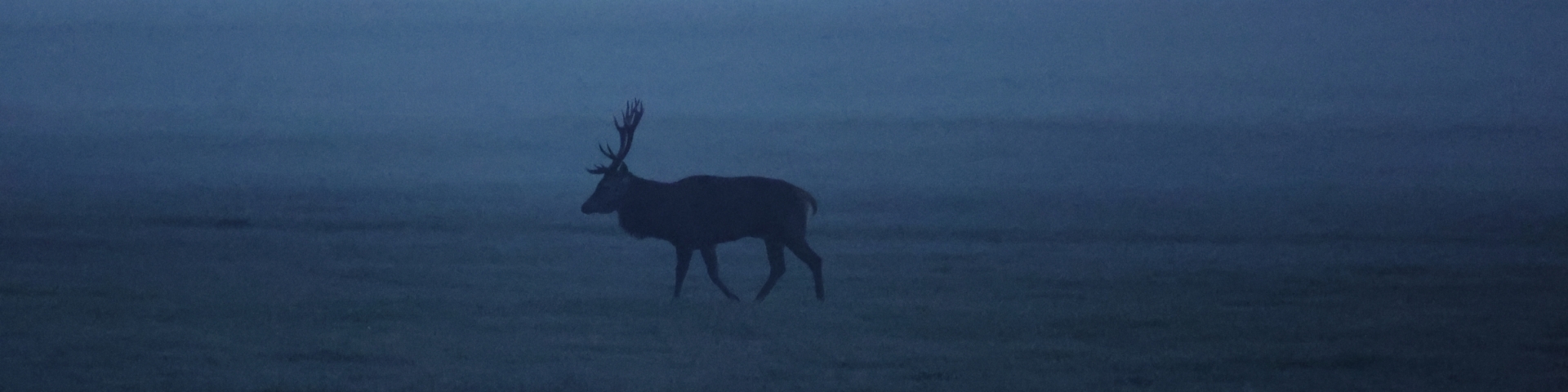 La faune du Val-de-Travers : Cerf