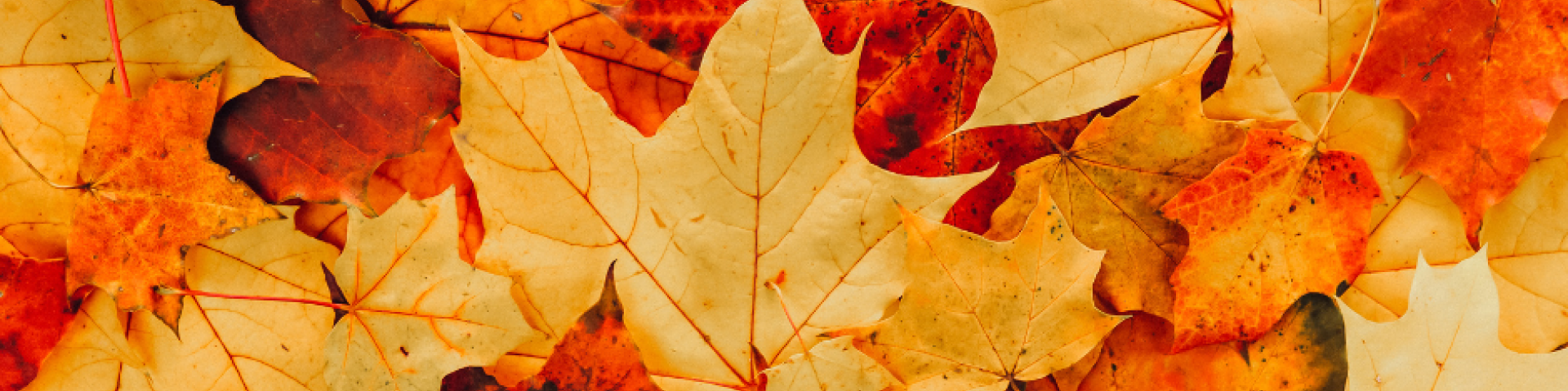Que faire des feuilles mortes ?