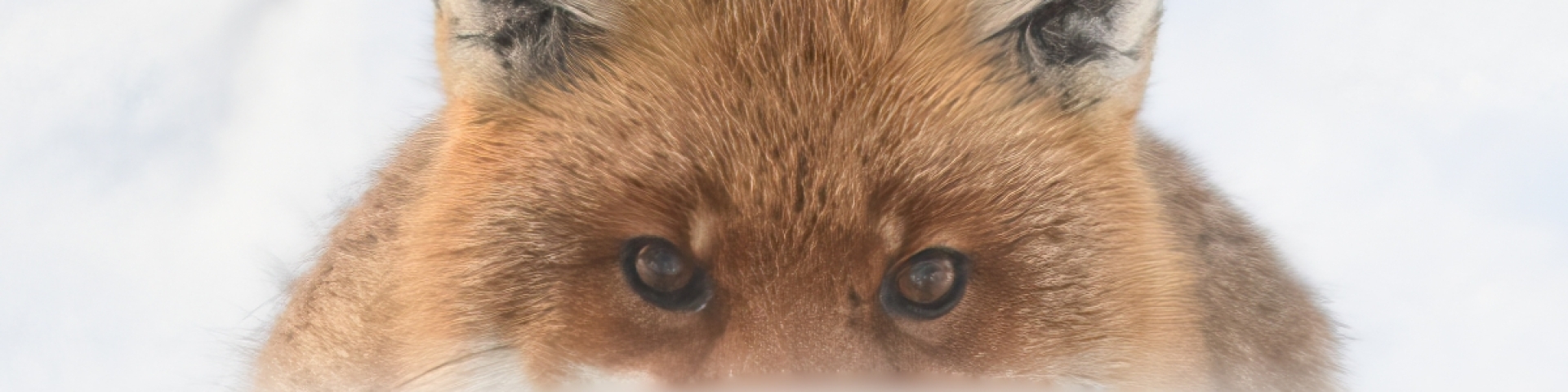 La faune du Val-de-Travers : Renard