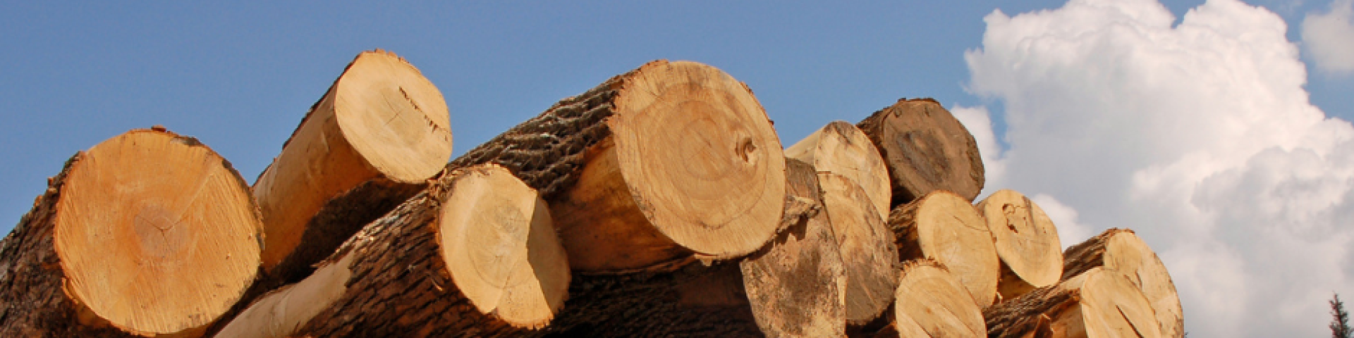 Le bois du Vallon à l’honneur pour la vente de bois précieux à Colombier le 10 décembre dernier