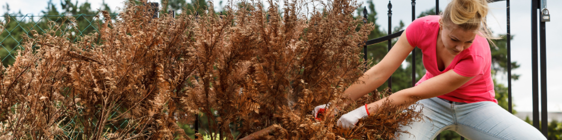 Déchiquetage des sapins de Noël