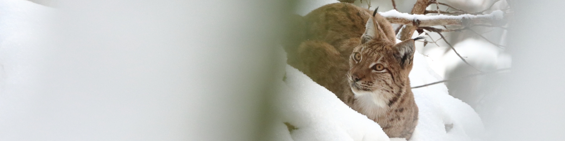La faune du Val-de-Travers : Lynx boréal