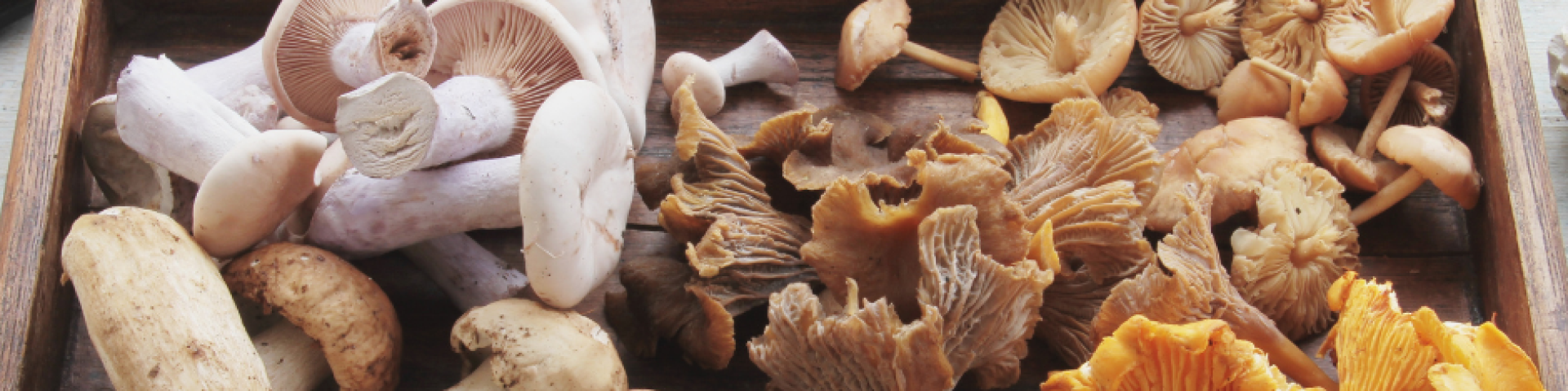 Statistiques 2025 sur le contrôle des champignons