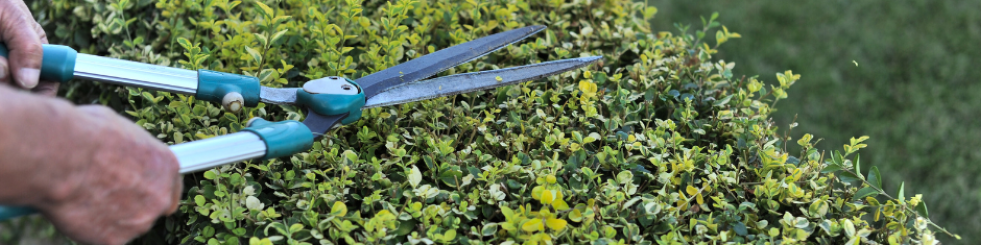 Taille des haies, des branches d’arbres