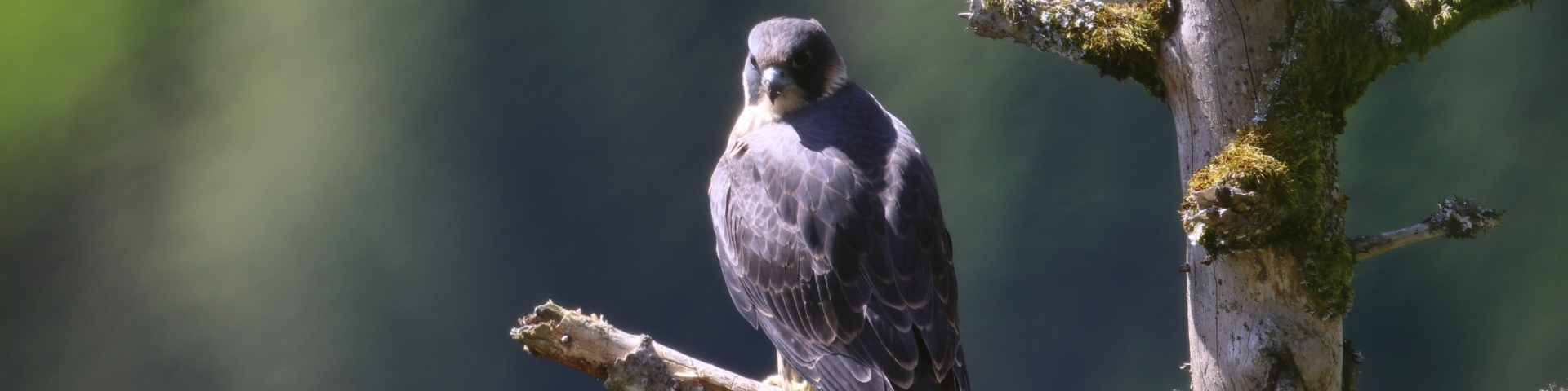 La faune du Val-de-Travers : Faucon pèlerin
