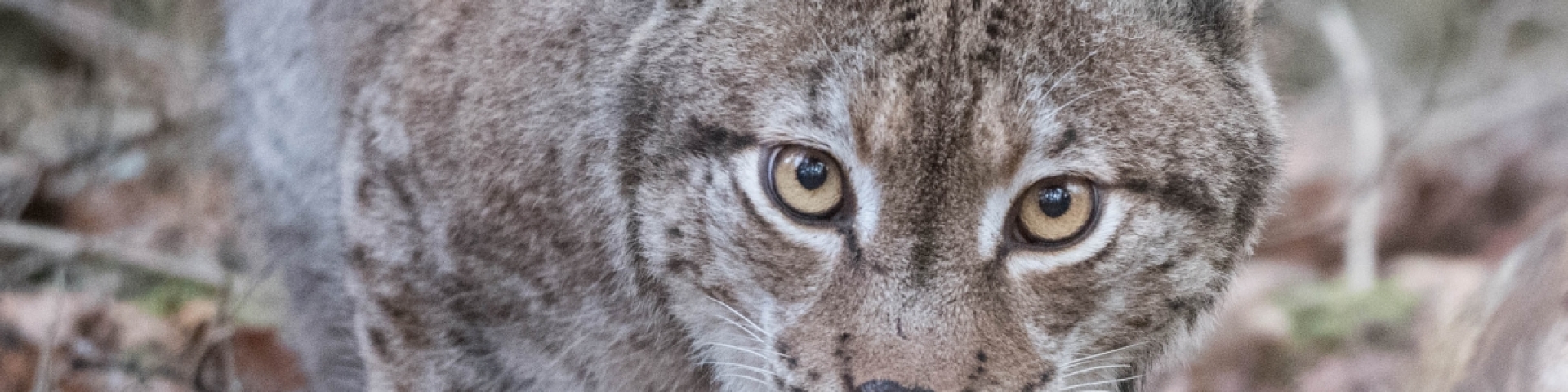 La faune du Val-de-Travers : Lynx