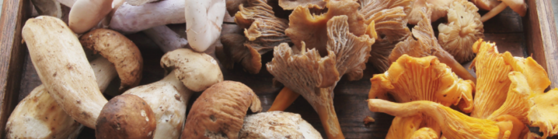 Contrôle des champignons