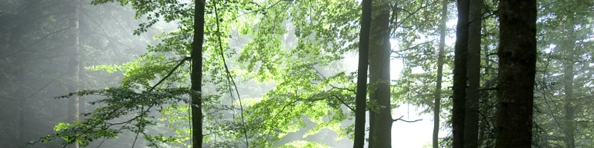 forêt